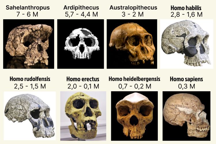 Evolution des Menschen: Fossilien