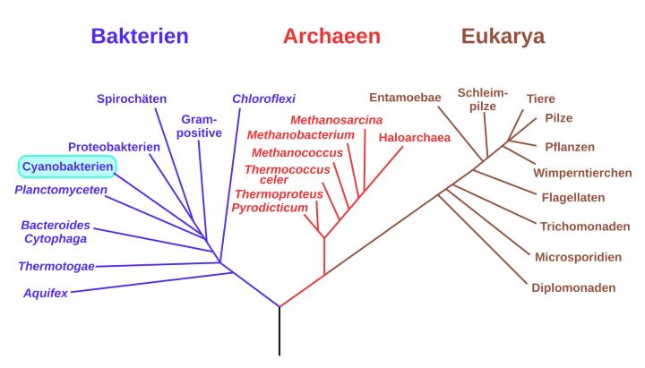 Cyanobakterien Stamm in der Domäne der Bakterien