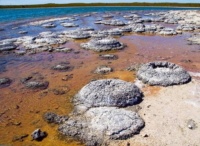 Stromatolithen am Seeufer (Lake Thetis, Westaustralien)