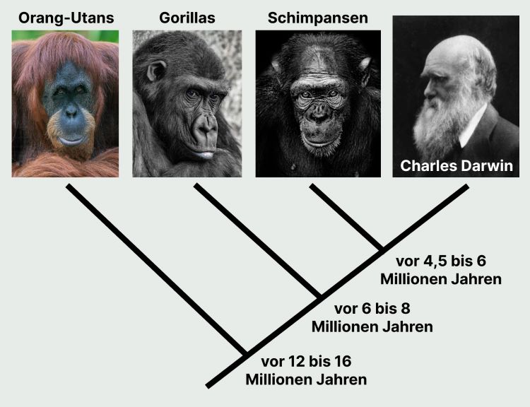 Evolution der Familie der Menschenaffen (Hominidae)