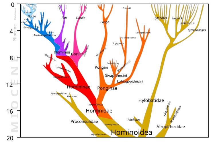 Abstammungslinie der Überfamilie Hominoidea (Menschenartige) mit der Familie der Menschenaffen (Hominidae)