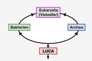 Urvorfahr LUCA, letzter gemeinsamer Vorfahre von Archea, Bakterien und Vielzellern (Eukaryota)
