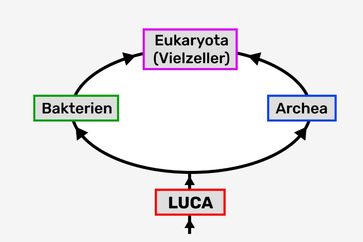 Urvorfahr LUCA, letzter gemeinsamer Vorfahre von Archea, Bakterien und Vielzellern (Eukaryota)