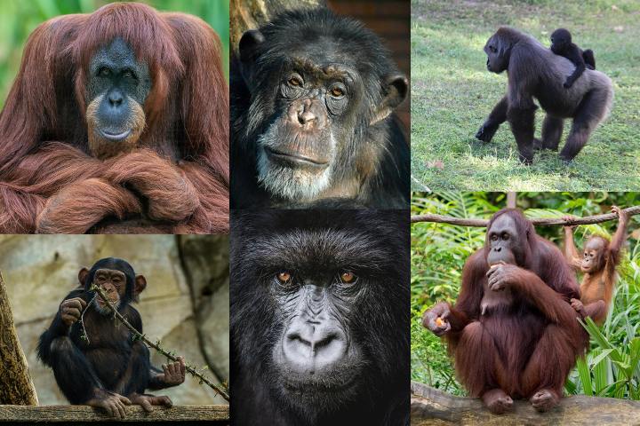 Menschenaffen: Orang-Utans, Schimpansen, Gorillas