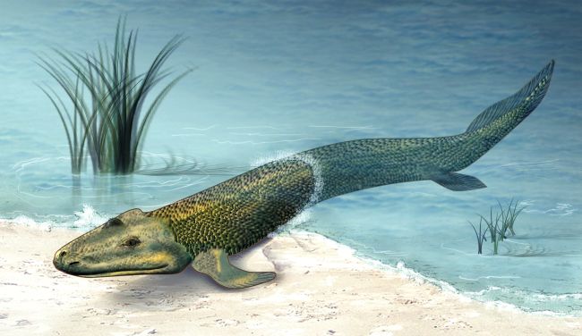 Tiktaalik geht an Land