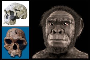 Homo habilis Fossilienfunde: Schädel und Gesichtsrekonstruktion